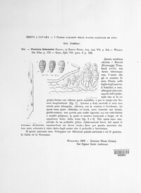Puccinia schroeteri image